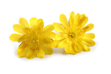 Adonis amurensis. Far eastern yellow snowdrop