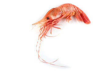 Big shrimp isolated on white