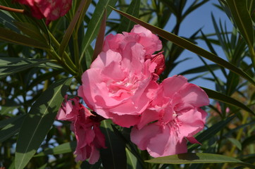 Close up of delicate pink flowers of Nerium oleander and green leaves in a exotic Italian garden in...