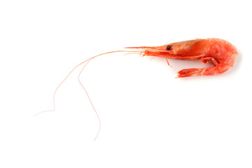 Shrimp isolated on white
