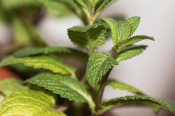 green leaves of plant