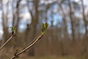 A branch of a shrub with leaves appearing on it.