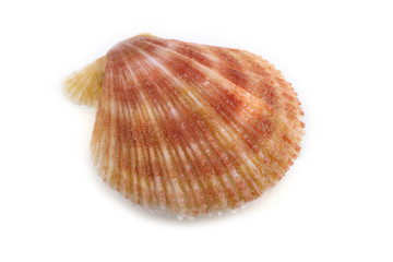 Scallop © Alex Coan