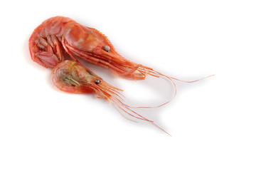 Big and little shrimps