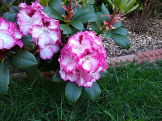 Rhododendron 'Cherry Cheesecake'
