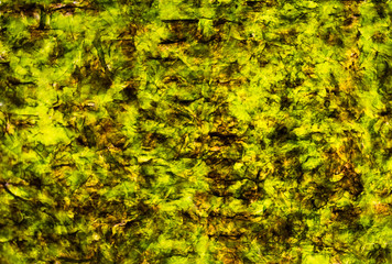 Background from nori listerra close up. Green abstract background with brown accents.