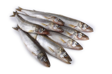 Smelt fish isolated on white. (Big Pacific smelt - Osmerus mordax)