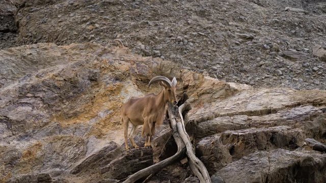 Barbary Sheep standing on a rocky hill.