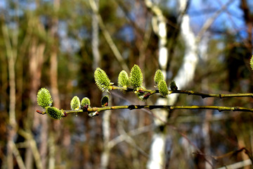 A pussy-willow branch with blossoming buds grows in a deciduous forest.
