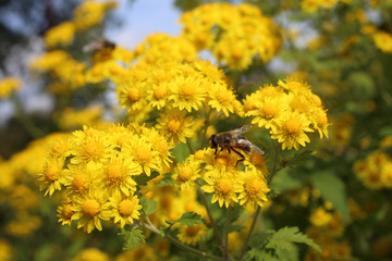 Yellow chrysanthemums background