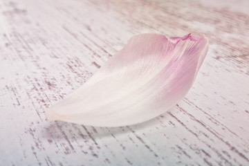 petal on a table