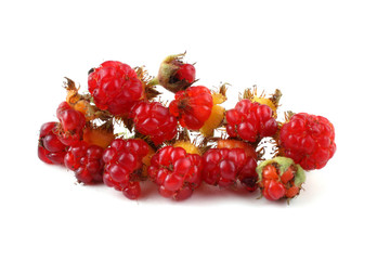 Korean raspberry (Rubus crataegifolius)