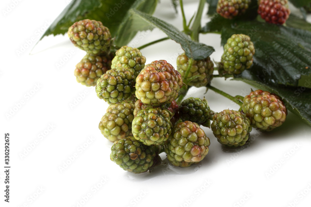 Canvas Prints Unripe blackberries cluster