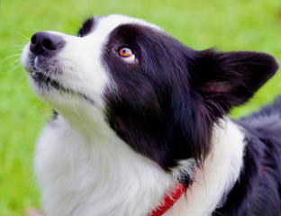 Border Collie Looking Up