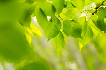 Fototapeta na wymiar green leaves on green bokeh background
