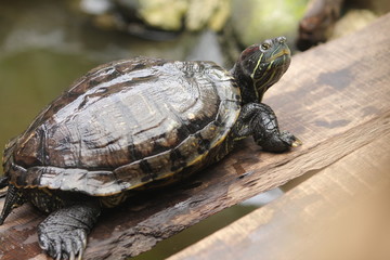 Brazilian Turtle is the most popular pet turtle in the United States and is also popular as a pet across the rest of the world.