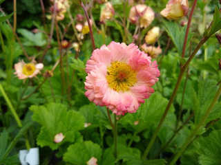 Geum 'Mai Tai'