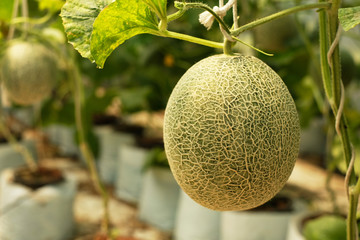 Melon fruit hanging with stem on blur background 1