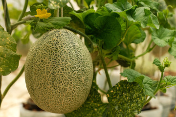 Melon fruit hanging with stem on blur background 2