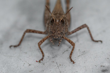 little grasshopper on a a marble slab