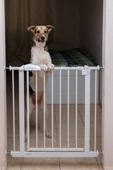 Cute dog behind safety gate at home