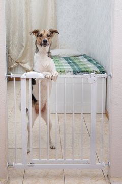 Cute Dog Behind Safety Gate At Home