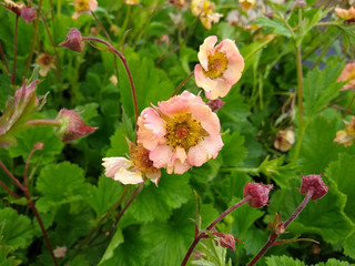 Obraz premium Geum 'Mai Tai'