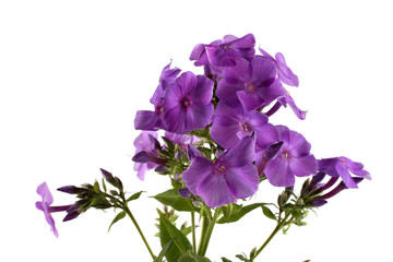 Phlox isolated on white