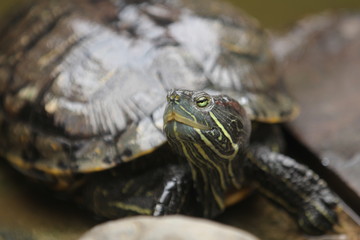 Naklejka premium Brazilian Turtle is the most popular pet turtle in the United States and is also popular as a pet across the rest of the world.