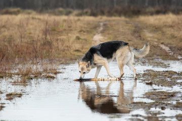 Mixed breed dog walk on puddle at countryside