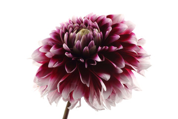 Growing bicolor dahlia