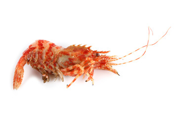Shrimp isolated on white (northern Bering shrimp)