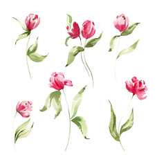 Watercolor isolated red tulip clipart. Red abstract peony. Blooming individual florals. Happy Easter. Spring flowers.