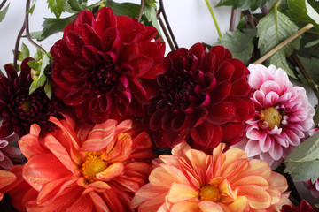 Dahlia flowers background