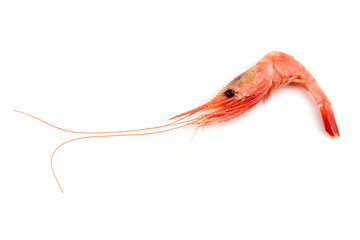 Shrimp isolated on white
