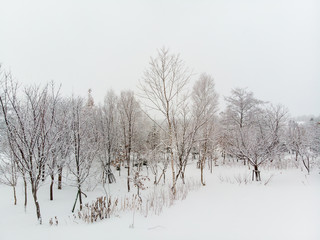 straight on view of a clump of Tree and bushes growing on snow covered grounds on a cold foggy day