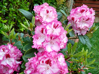 Rhododendron 'Cherry Cheesecake'