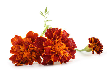 Marigolds isolated on white