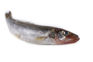Smelt fish isolated on white. (Big Pacific smelt - Osmerus mordax)