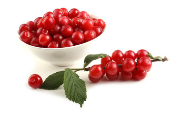 Nanking cherry and branch
