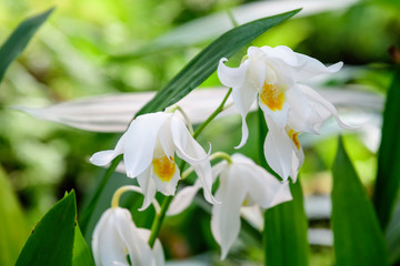 Fototapeta premium Close up white Phalaenopsis orchid flowers in full bloom in a garden pot in a sunny summer day, beautiful outdoor floral background photographed with soft focus