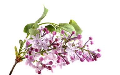 Lilac flowers isolated on white