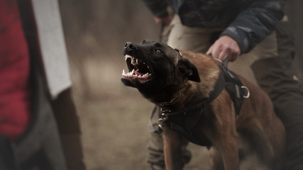 Protect dog belgian malinois on training - Powered by Adobe