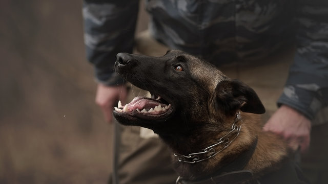 Protect dog belgian malinois on training