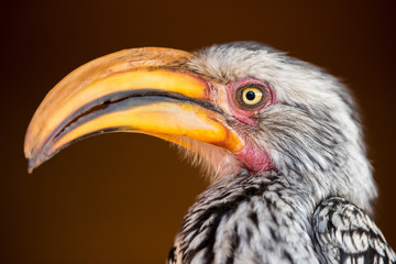 A close up profile portrait of a yellow-billed hornbill face taken in the Madikwe Game Reserve, South Africa.