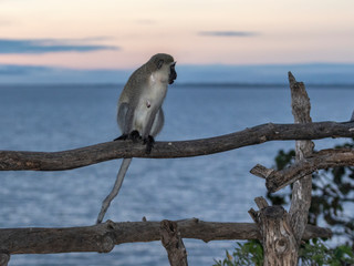 This vervet monkey  was sitting and thinking at the lake side, - or only sitting like myself.