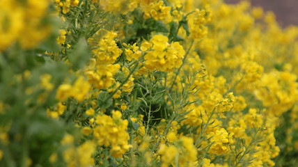 菜の花