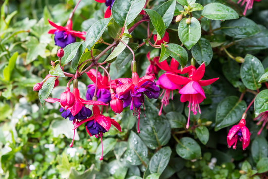 Delicate vivd pink and purple fuchsia flowers and green leaves in a garden pot on a sunny summer day, beautiful outdoor floral background photographed with soft focus