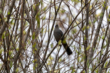 Moqueur Chat, Estrie, Québec Canada