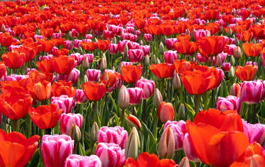 field of red tulips